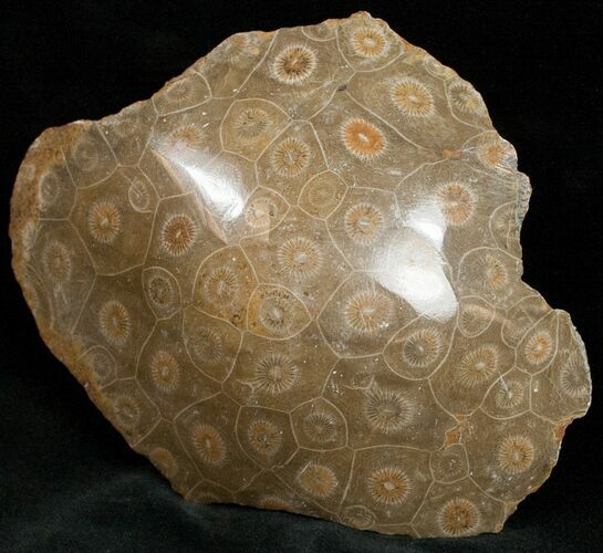 Polished Fossil Coral Head - Morocco #12120